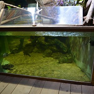 Grand Aquarium de Tourainne - Aquarium for freshwater stingrays and cichlids