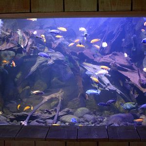 Grand Aquarium de Tourainne - Malawi Lake Cichlids