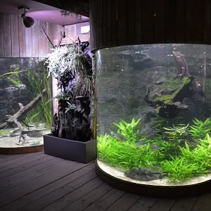 Grand Aquarium de Tourainne - Tropical freshwater fishes aquariums