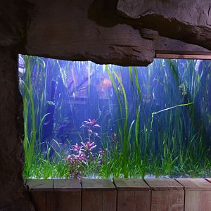 Grand Aquarium de Tourainne - Aquarium for Amazonas species