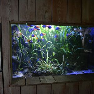 Grand Aquarium de Tourainne - Aquarium for australian rainbow fishes