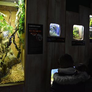 Grand Aquarium de Tourainne - Different aquariums and terrariums