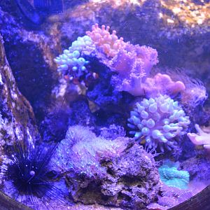 Grand Aquarium de Tourainne - Aquarium for tropical sea species