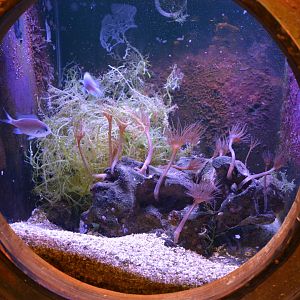 Grand Aquarium de Tourainne - Aquarium for tropical sea species