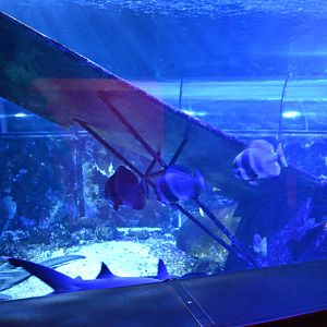 Grand Aquarium de Tourainne - Aquarium for sharks and other species