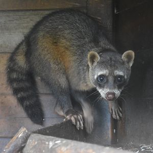 Crab-eating racoon