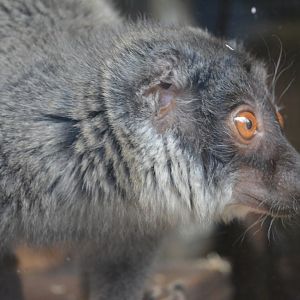 Mayotte's brown lemur