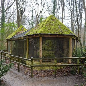 European genet enclosure