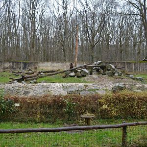 European Brown Bear enclosure
