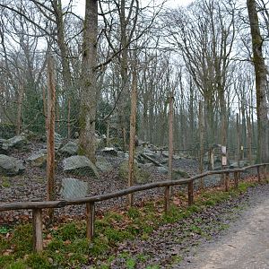 European Griffon Vulture enclosure