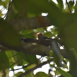 Sunda brush cuckoo and host fantail, Cacomantis sepulcralis