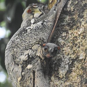 Sunda colugo and baby! Galeopterus variegatus