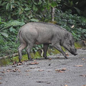 Wild boar, Sus scrofa