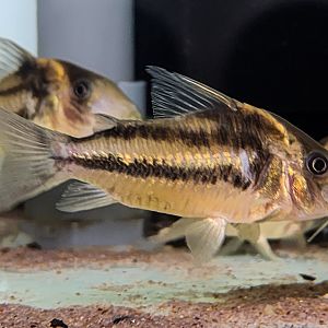 Dual-striped Cory (Brochis bifasciata 'Río Tapajós')