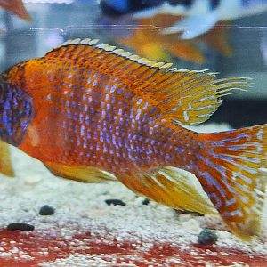 Ruby Red Peacock Cichlid (Aulonocara rubescens)
