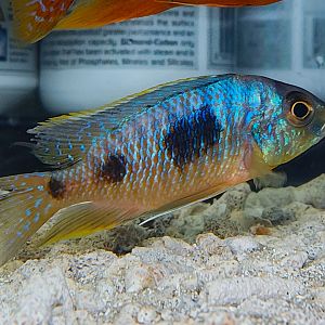 Tanzanian Big-spot Hap (Otopharynx heterodon)