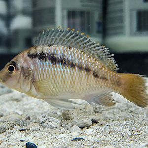 Basket-jaw Hap (Mylochromis lateristriga)