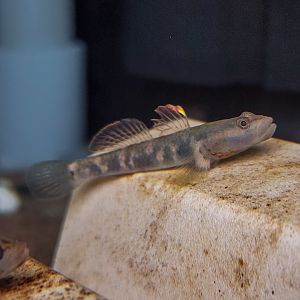 White-cheeked Goby (Rhinogobius duospilus)