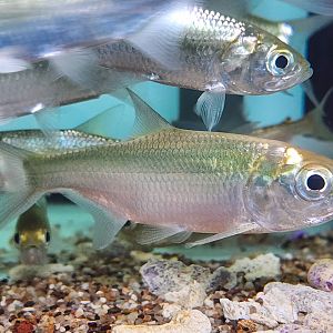 Indo-Pacific Tarpon (Megalops cyprinoides)