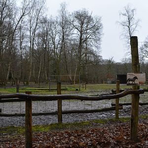Enclosure for Przewalski's horse