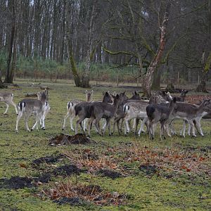 European fallow deers