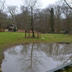 Enclosure for swans