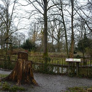 Squirrel monkeys island