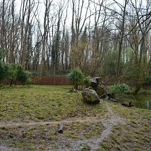 Muntjack and asian otters enclosure