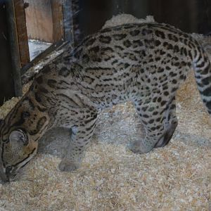 Ocelot