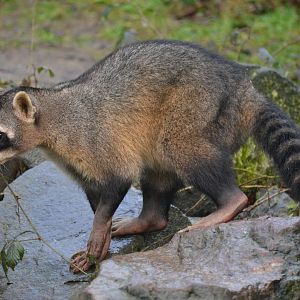 Crab-eating racoon