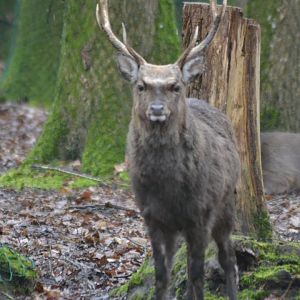 Sika deer