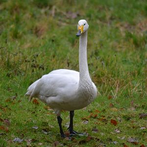 Trumpeter swan
