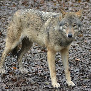European wolf