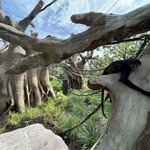 South American Monkey Exhibit - Tropical Forests