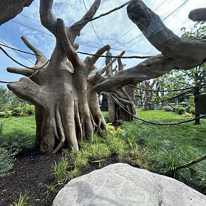 South American Monkey Exhibit - Tropical Forests