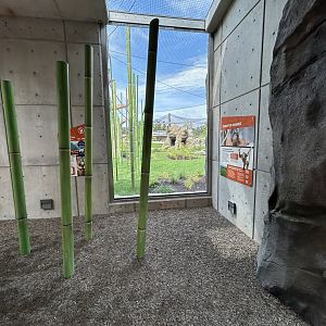 Orangutan & White-cheeked Gibbon Viewing - Tropical Forests