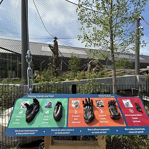 Orangutan & White-cheeked Gibbon Exhibit - Tropical Forests