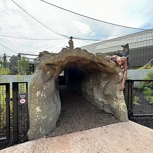 Orangutan & White-cheeked Gibbon Viewing Tunnel - Tropical Forests