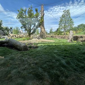 Gorilla Exhibit #1 - Tropical Forests