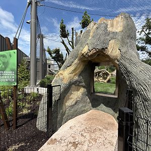 Gorilla Exhibit #1 Viewing - Tropical Forests