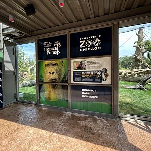 Gorilla Training Window - Tropical Forests