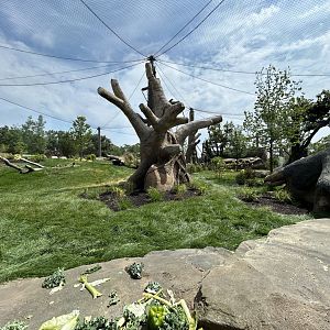 Gorilla Exhibit #1 - Tropical Forests