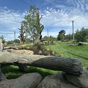 Gorilla Exhibit #2 - Tropical Forests