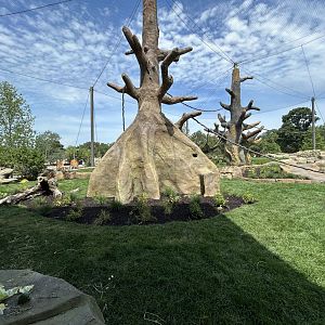 Gorilla Exhibit #2 - Tropical Forests