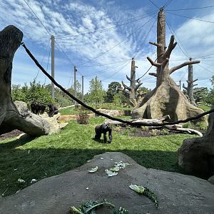 Gorilla Exhibit #2 - Tropical Forests