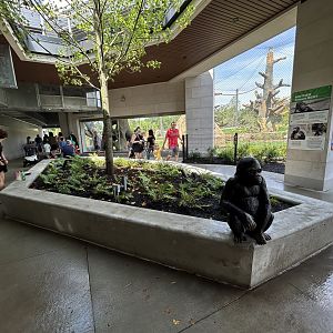 Gorilla Viewing - Tropical Forests