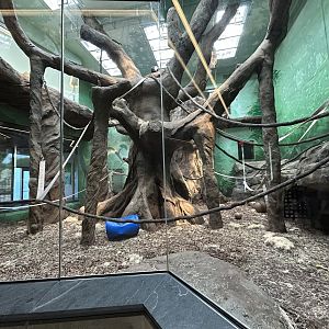 Indoor Gorilla/Monkey Exhibit - Tropical Forests