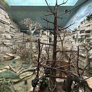 Tropic World South America - Tropical Forests