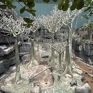 Tropic World Africa - Tropical Forests