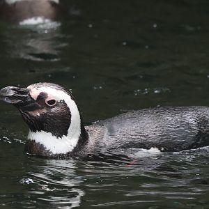 Magellannic Penguin